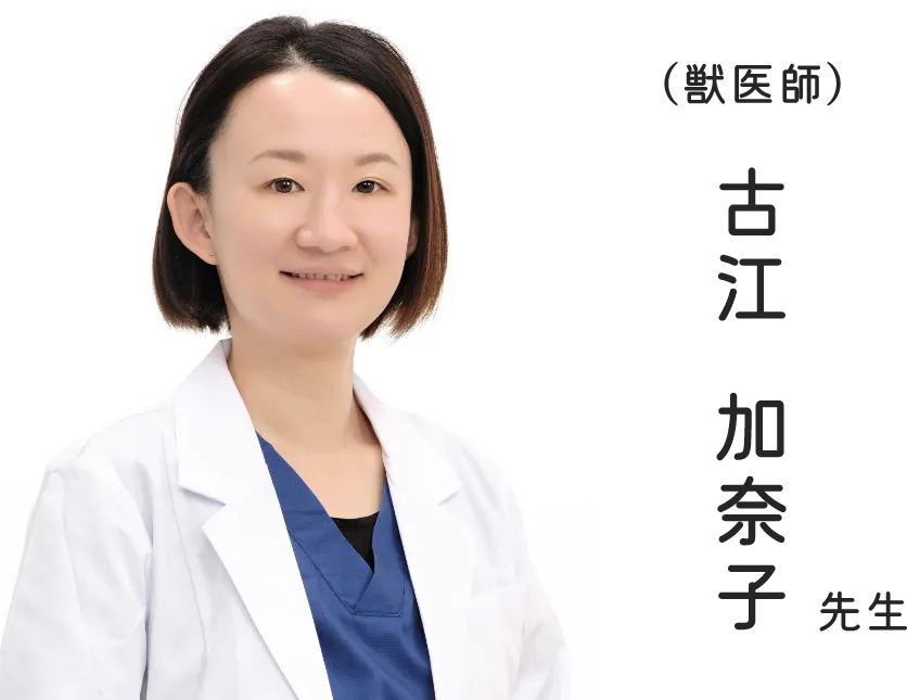 （獣医師）古江加奈子先生