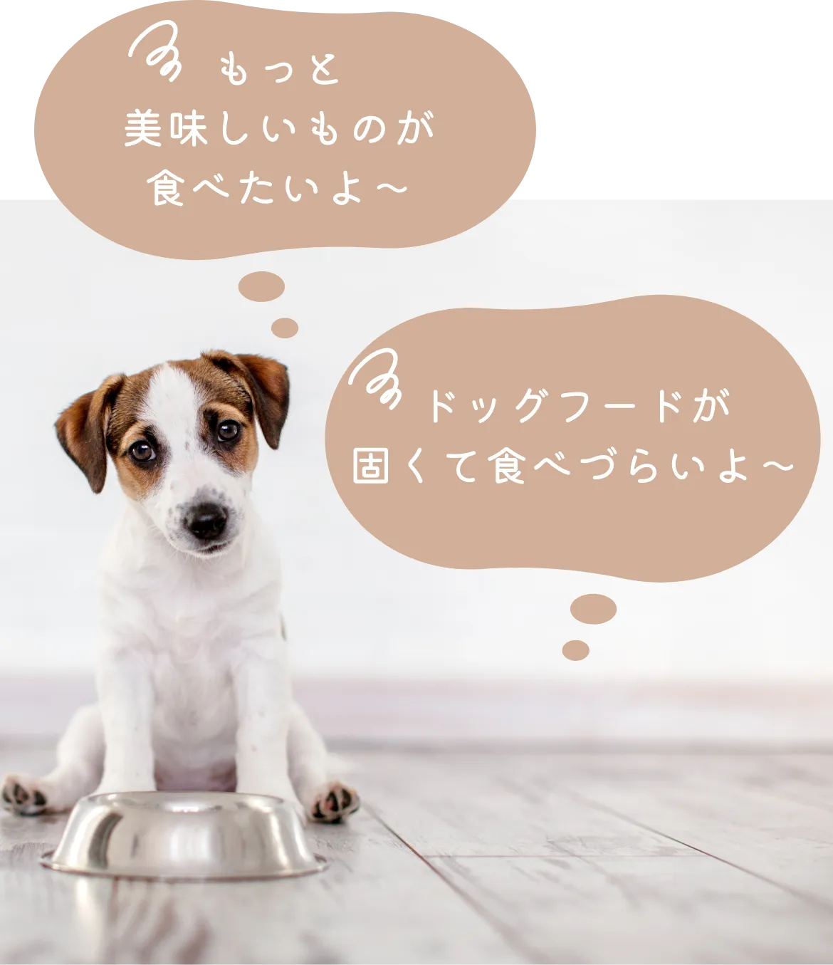 もっと美味しいものが食べたいよ～　ドッグフードが固くて食べづらいよ～