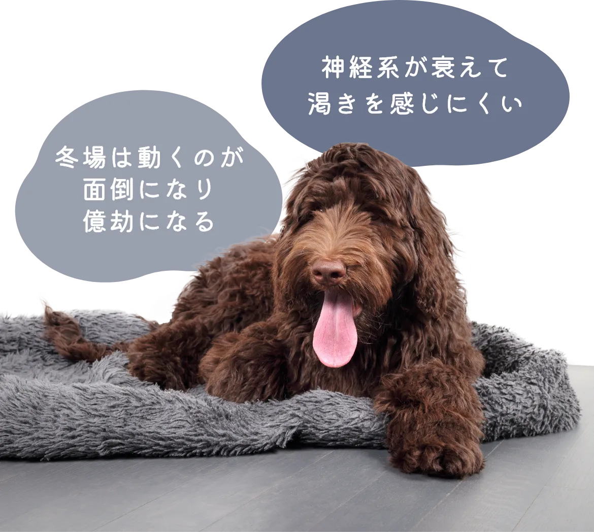 神経系が衰えて渇きを感じにくい　冬場は動くのが面倒になり億劫になる